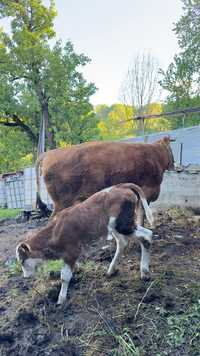 Vacă și vițel de vanzare