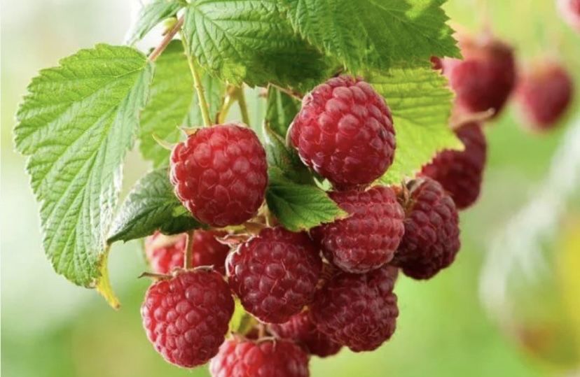 Продам Малину , Смородину , Вишню