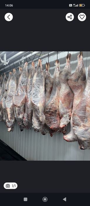 Мясо Сайги тушами с доставкой