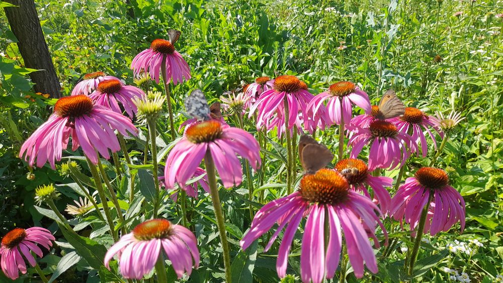Echinaceea Purpurea răsad și ceaiuri