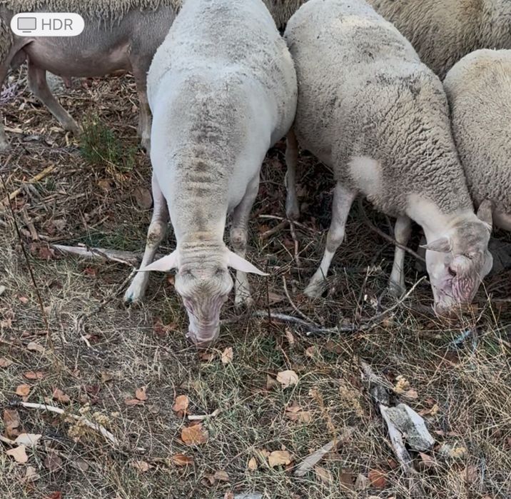 Berbeci rasa Blanche du Masiff Central