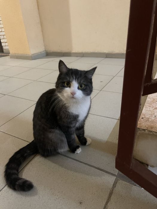 Отдам котенка бесплатно