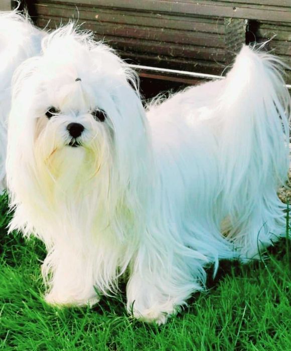 Bichon Maltez, Bichon Maltez cu Pedigree, Maltez mini , Korean maltez