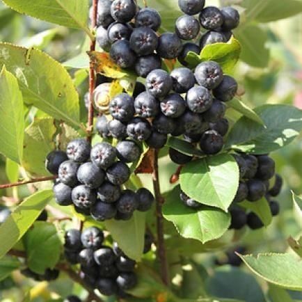 Arbusti Fructiferi (ARONIA )