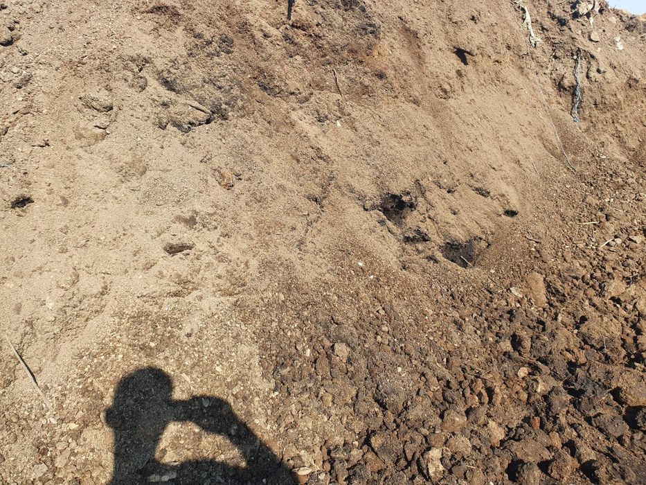 Vand PAPAMANT vegetal Negru, Nisipos pt gazon, Umplutura si Mranita