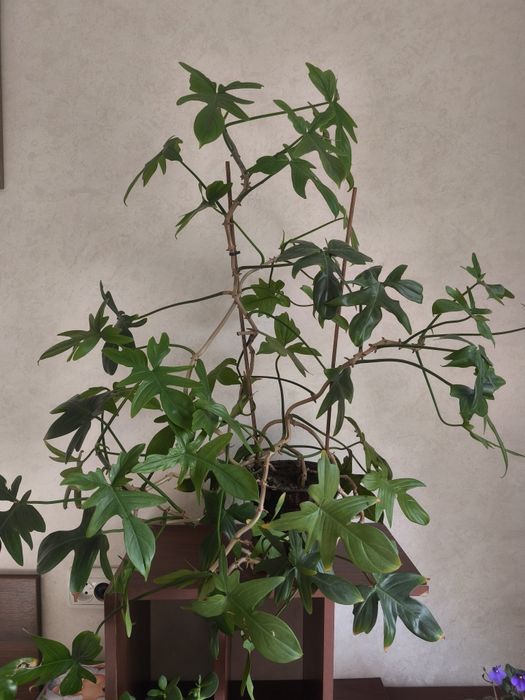 Цветы комнатные в горшках