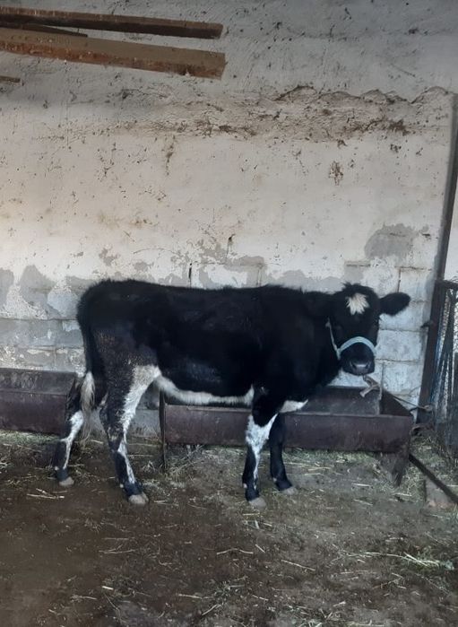 Сиыр сатылады Қашар