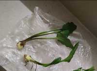 Комнатные растения дримиопсис пятнистый здоровый комнатный цветок