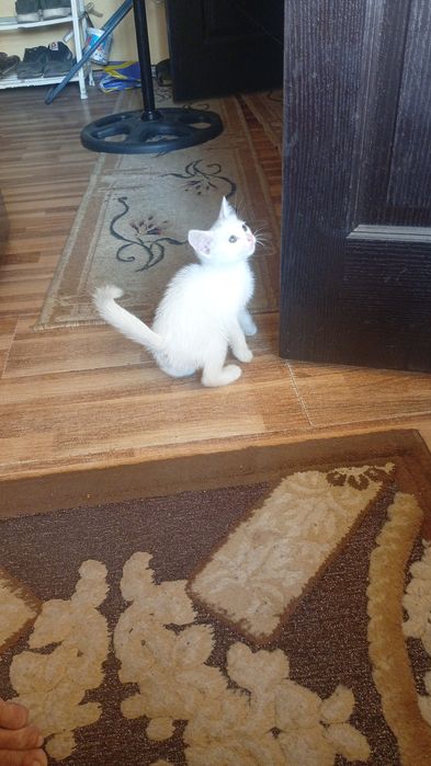 Продам месячного  котёнка белого цвета