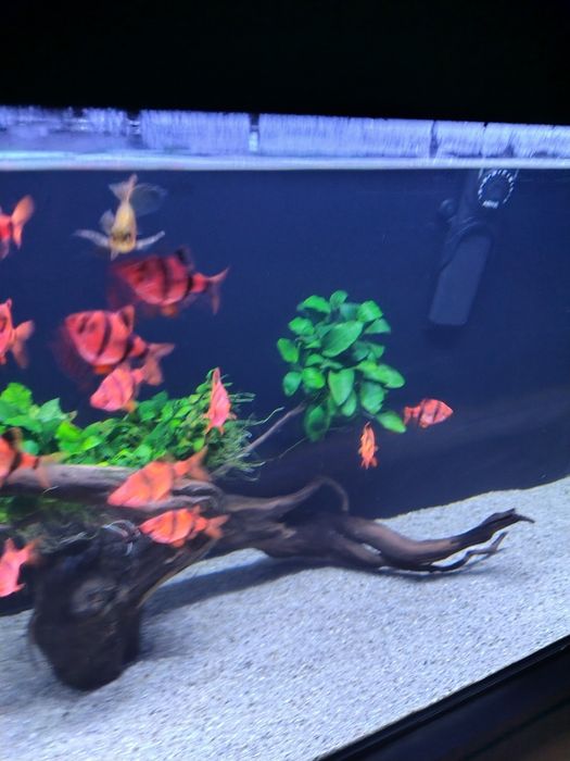 Vând pești exotici, BarbusTetrazona!