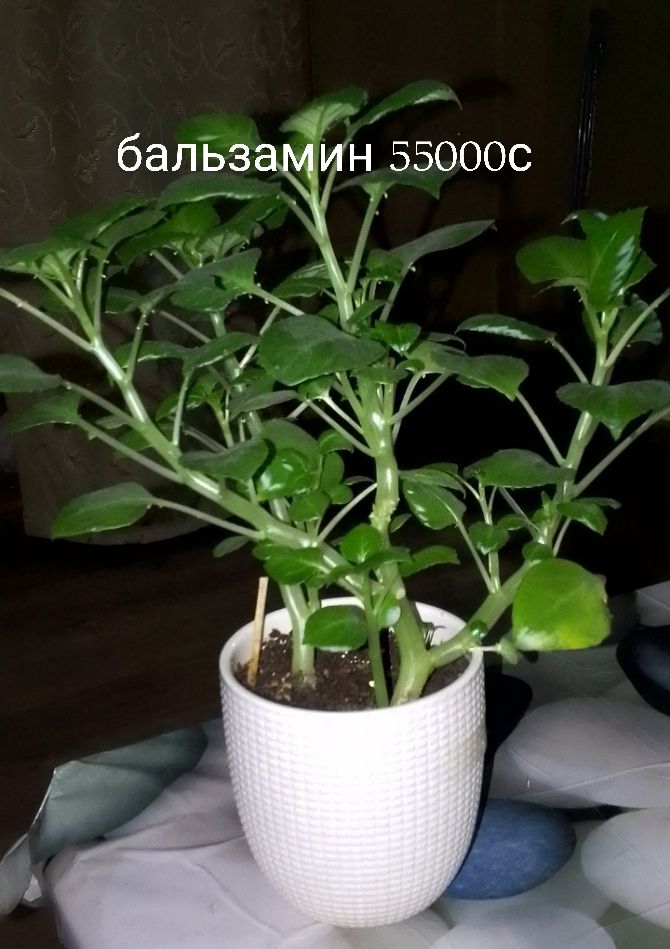 Продам комнатные растения