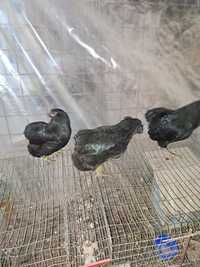Vând oua de araucana neagra