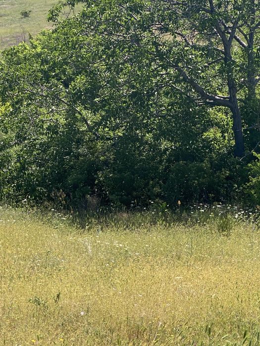 Земеделска земя Белащица/Марково