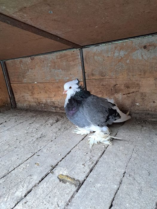 Porumbei uriaș maghiar