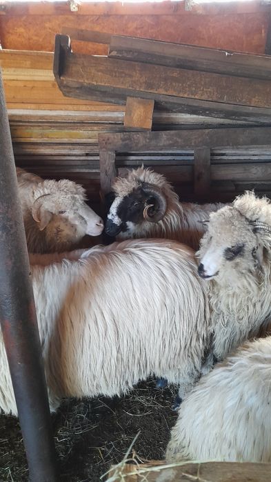 Vând 2 berbecuți noatini