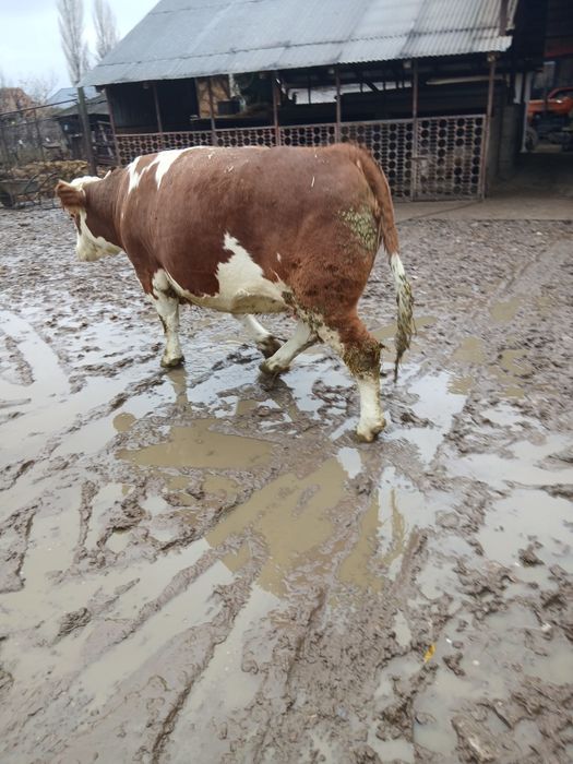 Junica de vanzare bună în carne