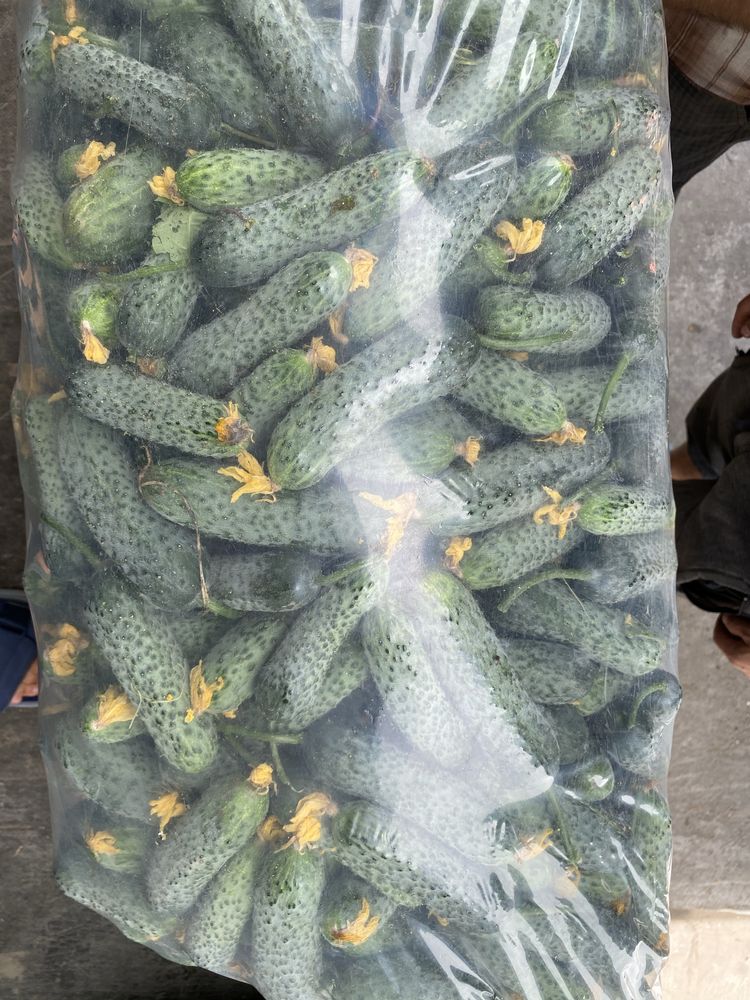 Castraveti,Cucumbers, Огірки, Ogórki