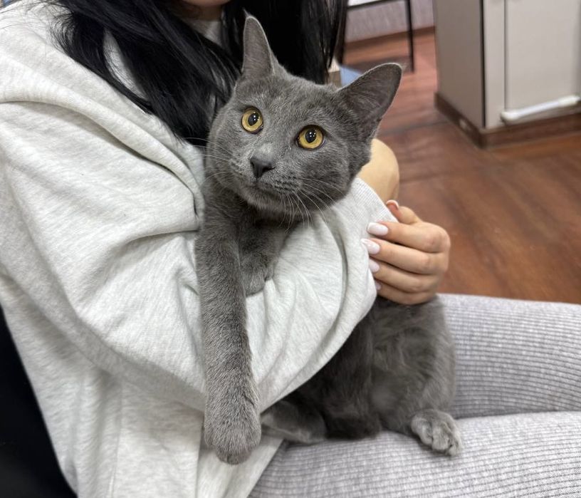 Пепельный кот в добрые руки