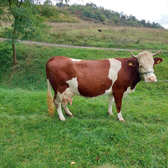 Vaca baltata romaneasca