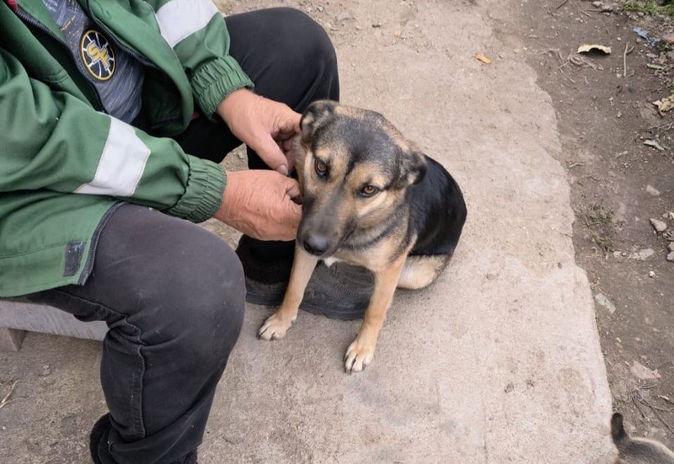Собака девочка стерилизованая