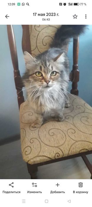 Отдам кошку, стерилизованная