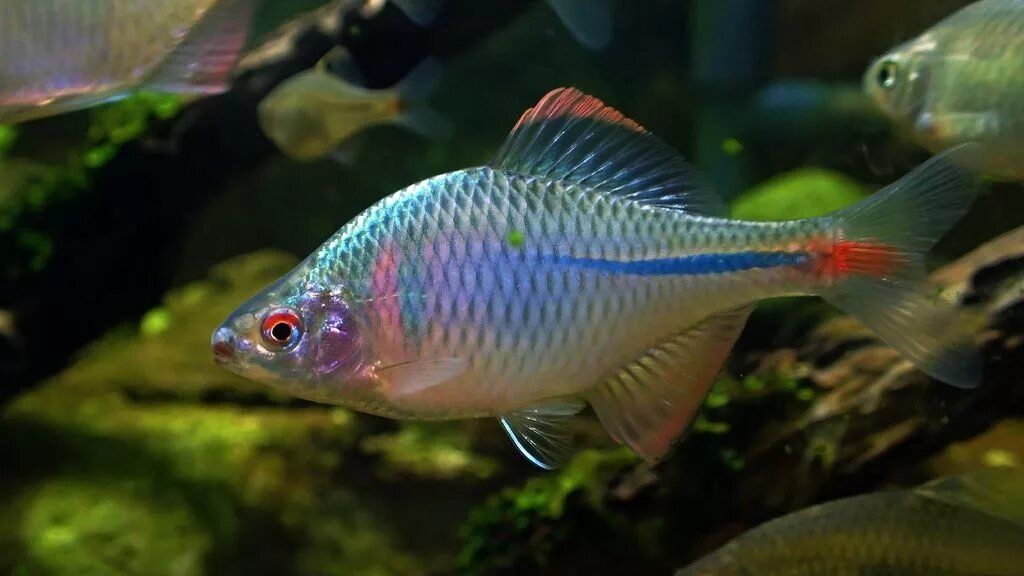 Аквариум, рыба пресноводная, Rhodeus Ocellatus