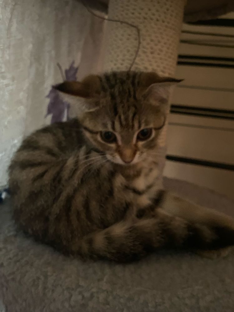 Продаются шотландские котята