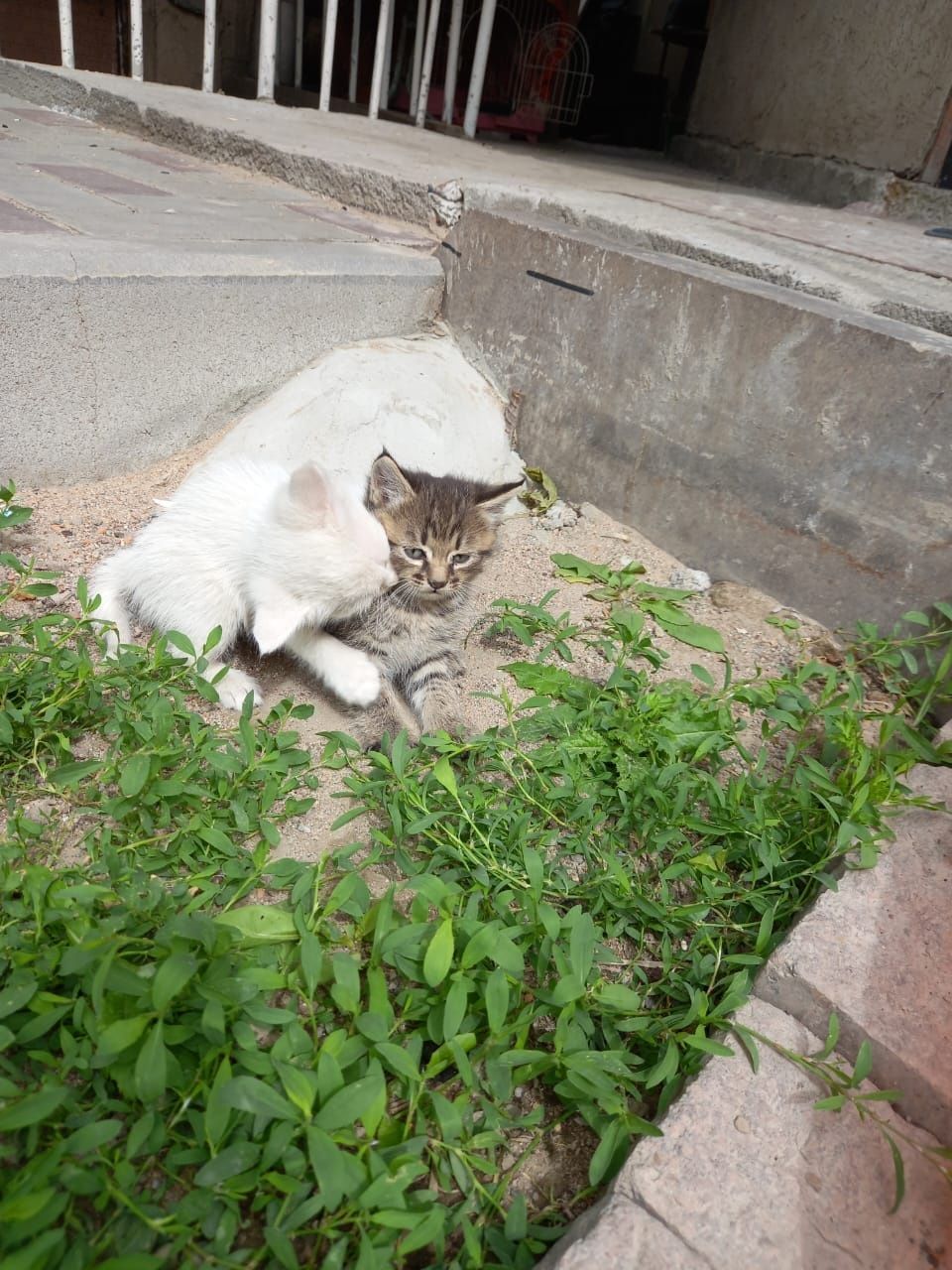 Котята ищут добрых хозяев