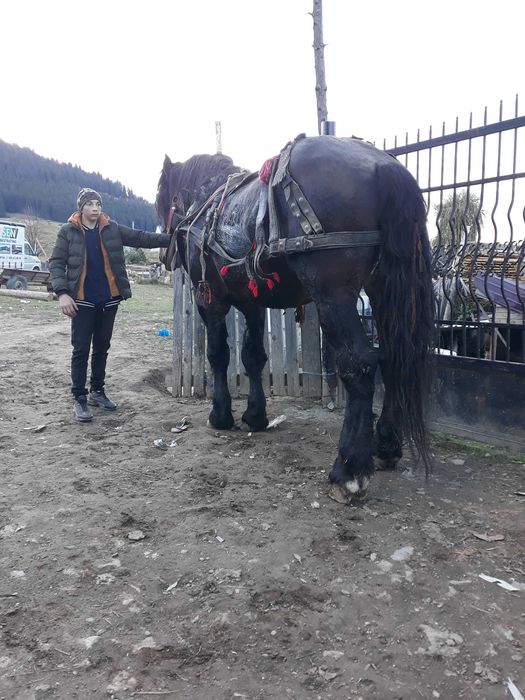 Armasar de 5 ani de vinzate