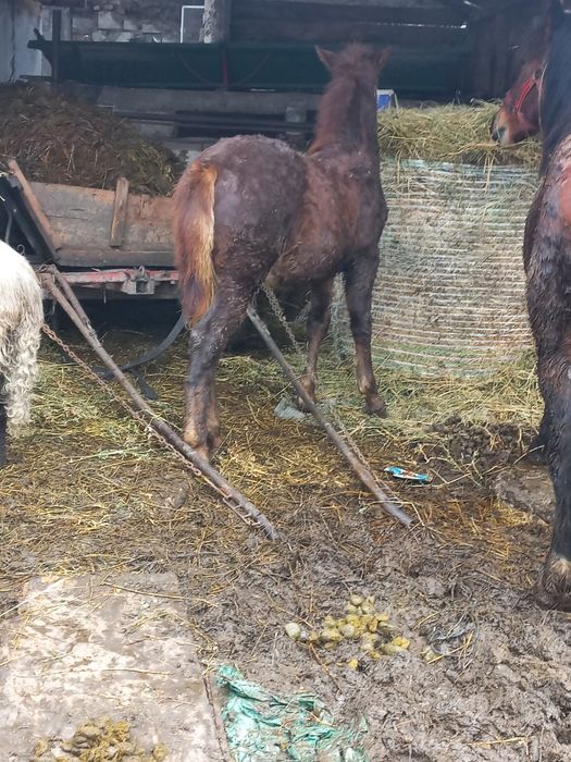 Vând cârlan de 6 luni