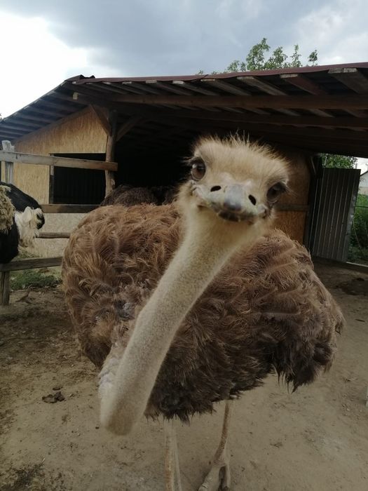 Vând Familie de struți!