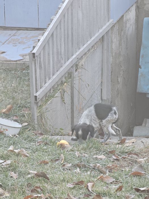 Отдам в хорошие руки щенка