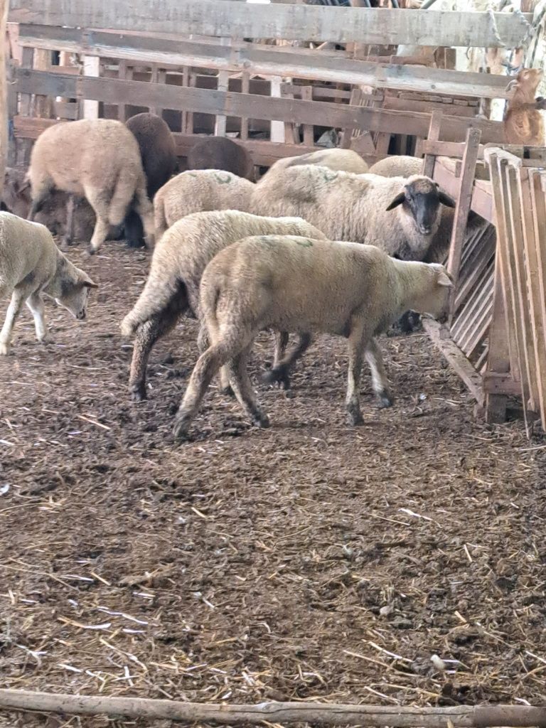 Vând mei crescuți natural cu iarba și porumb