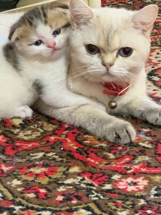 Продаёте британские золотые шиншиллы