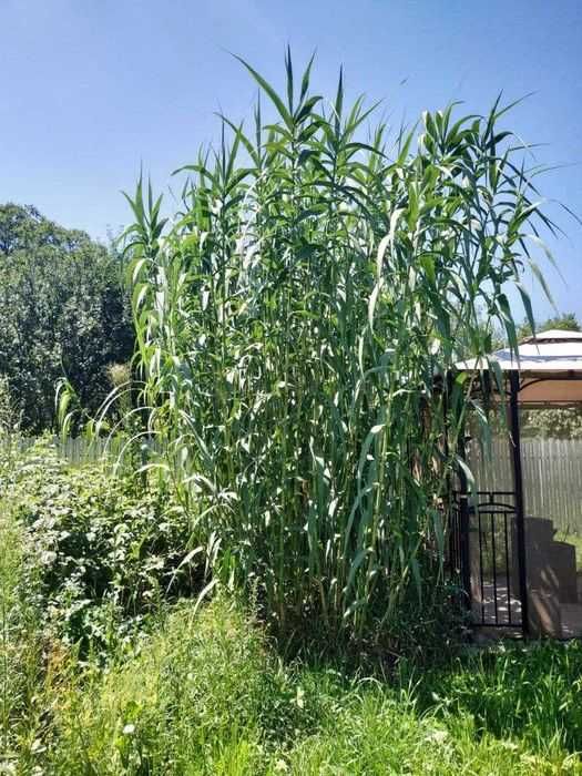 Rizomi Rasad Radacina Bambus - Arundo Donax