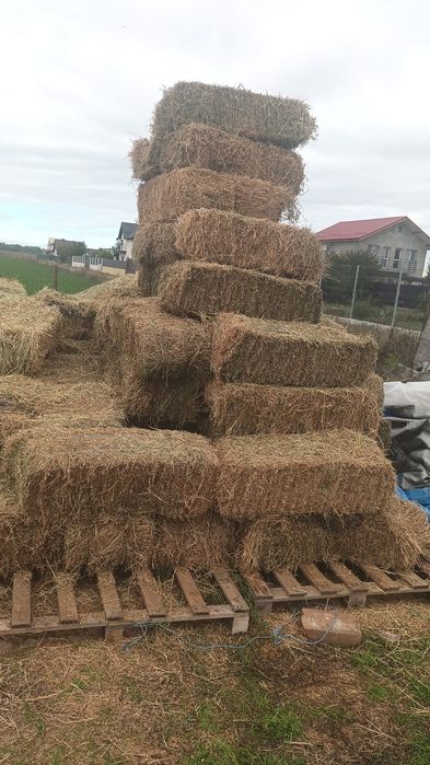 Vand baloti de lucerna coasa 3