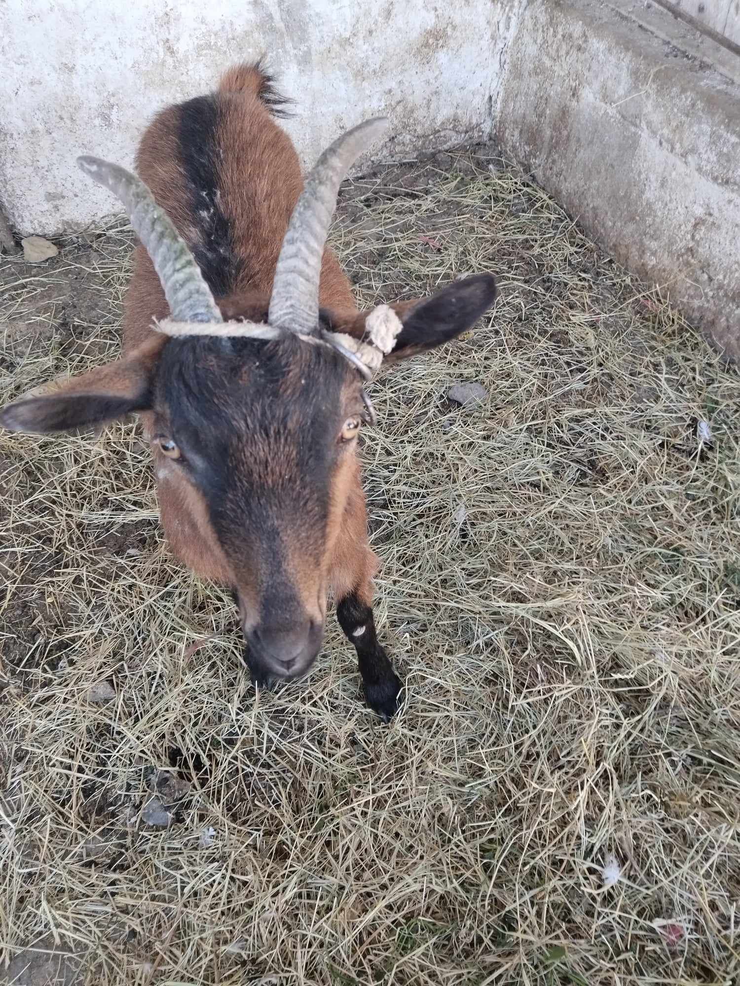 Capra de rasă vand