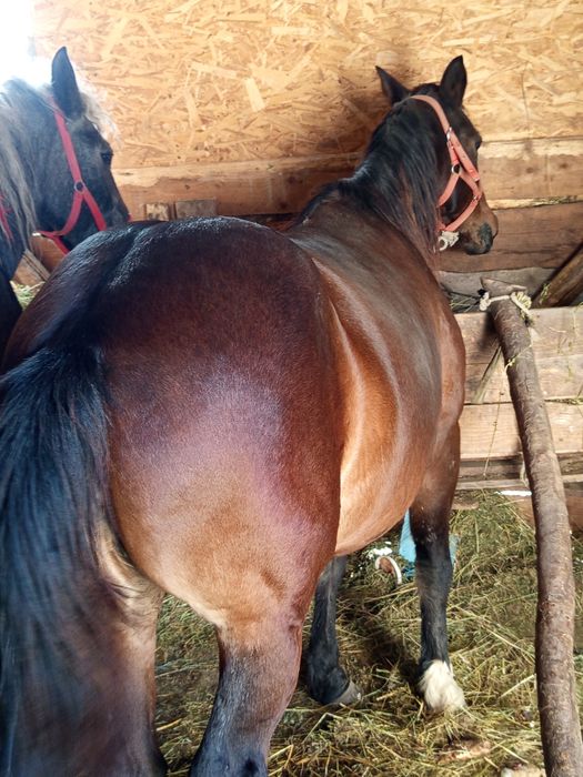 Vând o iapă gestă de 7 ani