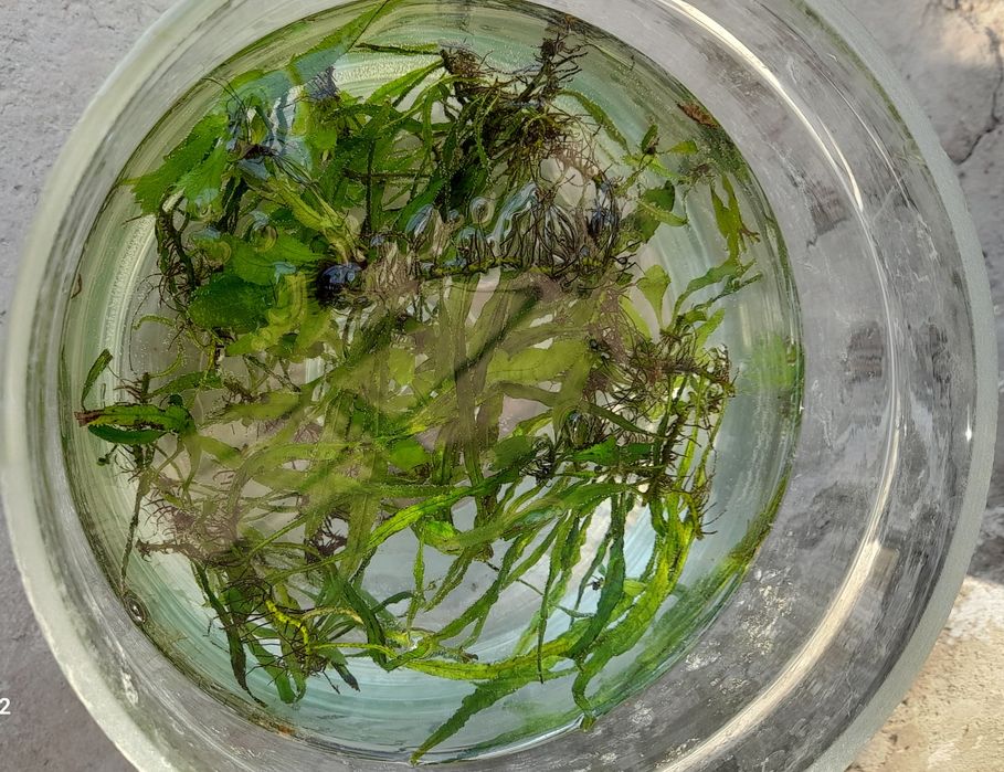 Аквариумное растение.