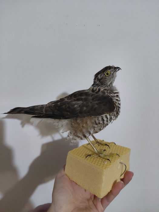 Uliu pasarar impaiat, taxidermie UP2