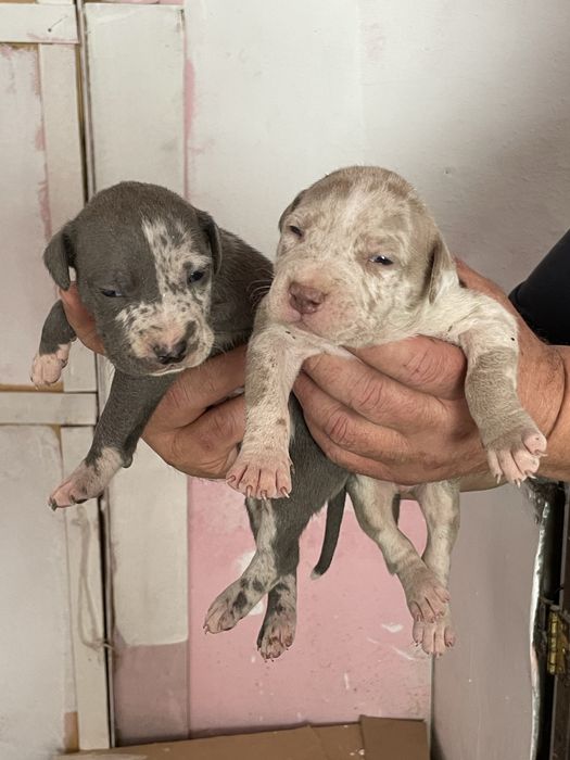 Американски Син питбул/American pitbull /blue nose