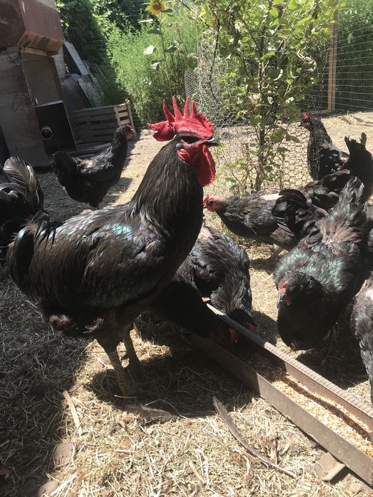 Продаются цыплята джарси гигант