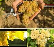 Vand struguri de vin