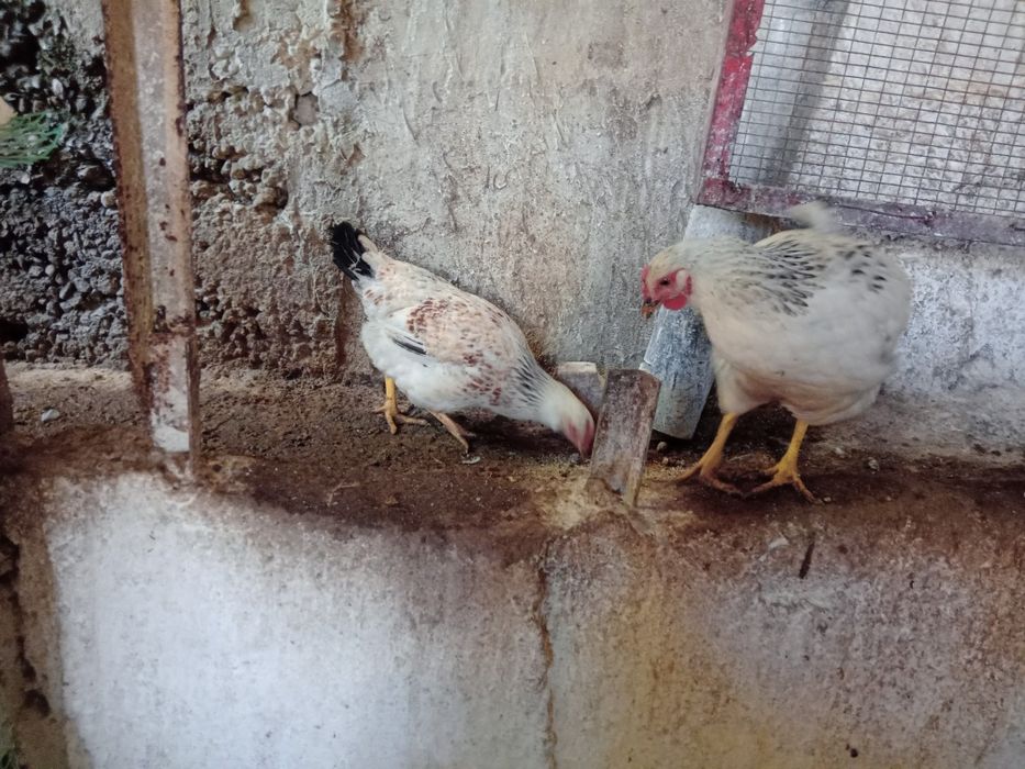 Бял Легхорн ярки на 5месеца