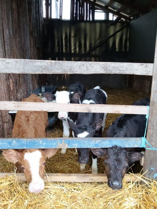 Vând șase tăurași.