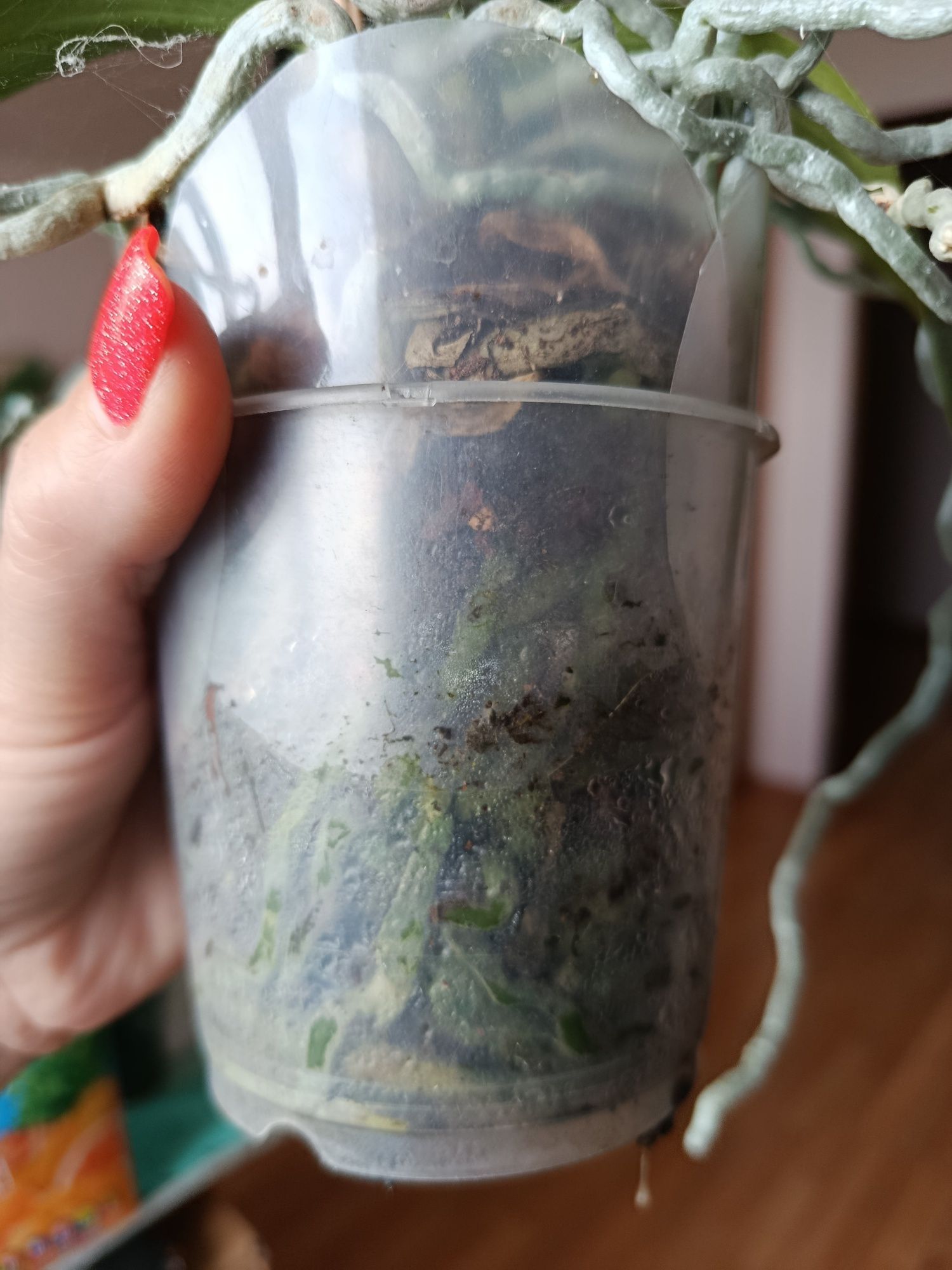 Продам   орхидею