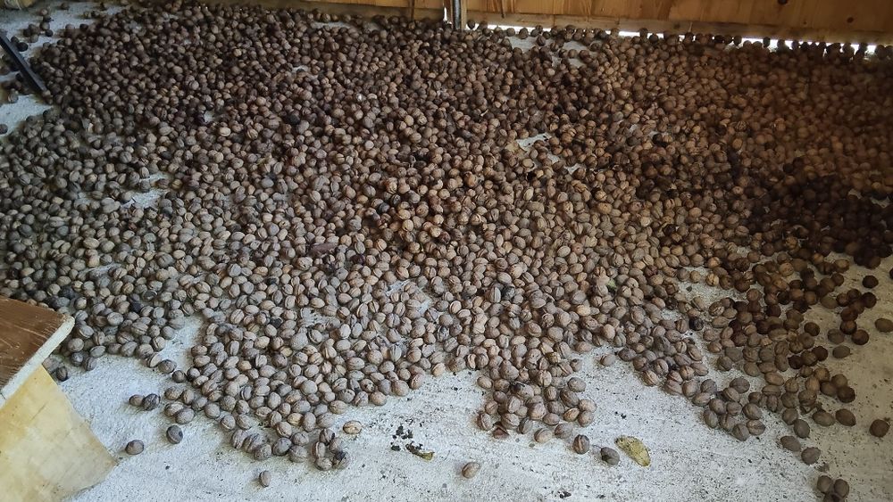nuci de vanzare.