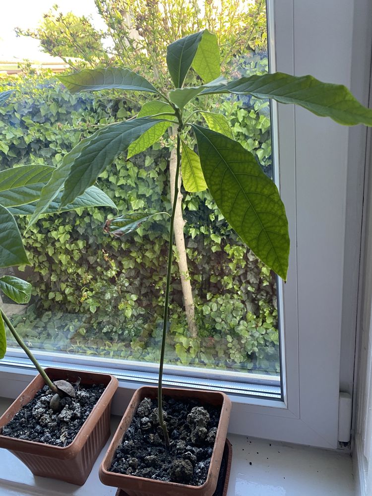 Avocado la ghiveci