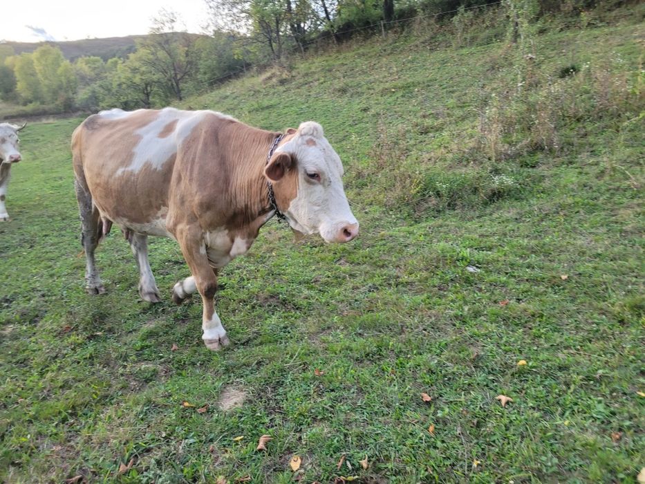 Vând vacă gestantă