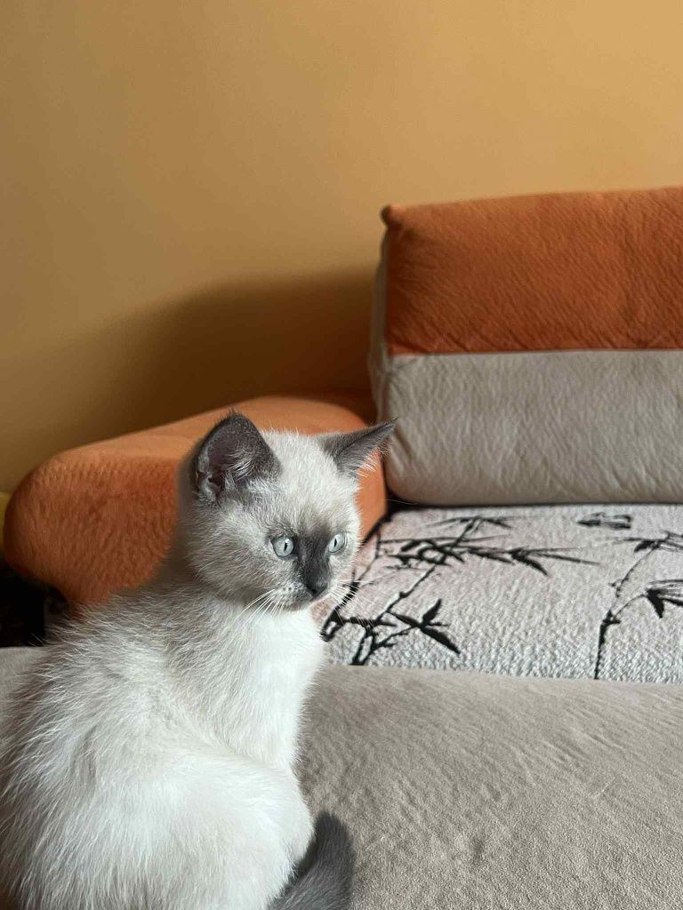 Британски котенца